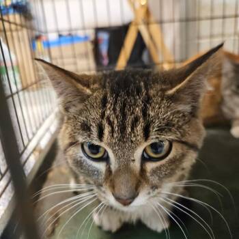 Jack -  Domestic Short Hair Cat for Adoption in Port Townsend, Washington - Jack | PetCurious