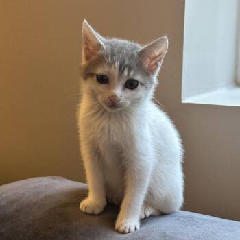 Domestic Short Hair Cats Available for Adoption - Eggnog | PetCurious