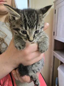 Domestic Short Hair Cats Available for Adoption in Klamath Falls, Oregon - Cameron | PetCurious