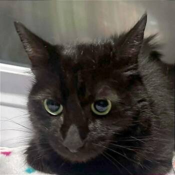 Domestic Long Hair Cats Available for Adoption - Harley | PetCurious