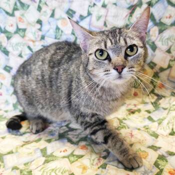 Mama Ruffle -  Domestic Short Hair Cat for Adoption in Mt. Juliet, Tennessee - Mama Ruffle | PetCurious