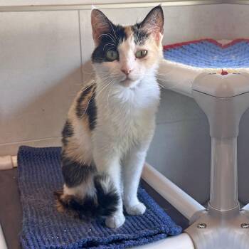 Paris -  Domestic Short Hair Cat for Adoption in Hailey, Idaho - Paris | PetCurious