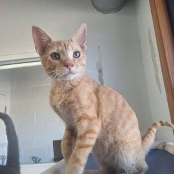 Domestic Short Hair Cats Available for Adoption - Cormac | PetCurious