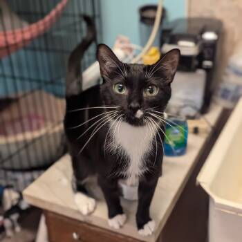 Rescue Domestic Short Hair Cats for Adoption - Maxine | PetCurious