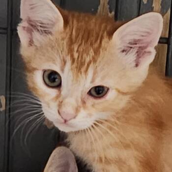 Athos K46304 -  Domestic Short Hair Cat for Adoption in Corsicana, Texas - Athos K46304 | PetCurious