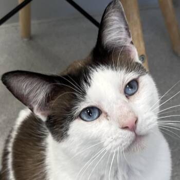 Nacho -  Snowshoe and Mixed Breed Cat for Adoption in Murray, Utah - Nacho | PetCurious