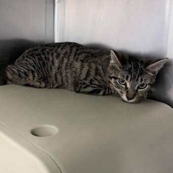 Domestic Short Hair Cats Available for Adoption in Titusville, Florida - Homelander | PetCurious