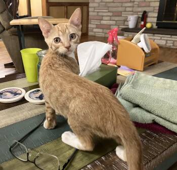 Rescue Domestic Short Hair Cats for Adoption in Millerstown, Pennsylvania - LARRY | PetCurious