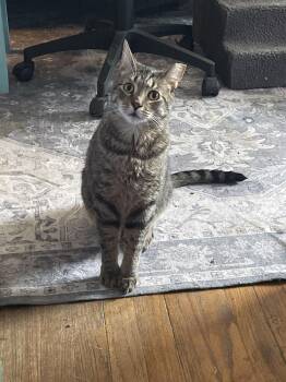 Penny -  Domestic Short Hair Cat for Adoption in Thomaston, Connecticut - Penny | PetCurious