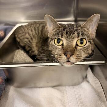 Piper Halliwell -  Domestic Short Hair Cat for Adoption in Saint Charles, Missouri - Piper Halliwell | PetCurious