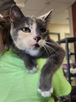 Rescue Domestic Short Hair Cats for Adoption in Mason City, Iowa - Cordelia | PetCurious