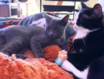 Dusty and Puffin -  American Shorthair Cat for Adoption in Union City, New Jersey - Dusty And Puffin | PetCurious