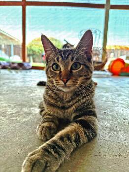 Rescue Tabby Cats for Adoption in Fresno, California - Sweetie | PetCurious