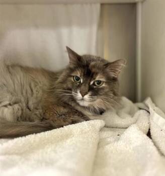 Jessica (ChiChi) -  Domestic Medium Hair and Domestic Short Hair Cat for Adoption in Montreal, Quebec - Jessica (ChiChi) | PetCurious