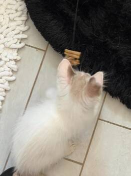 Sunny -  Siamese and Ragdoll Cat for Adoption in New Braunfels, Texas - Sunny | PetCurious