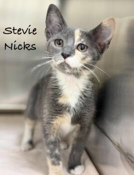 Stevie Nicks -  Domestic Short Hair Cat for Adoption in Pawleys Island, South Carolina - Stevie Nicks | PetCurious