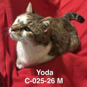 Domestic Short Hair and Tiger Cats Available for Adoption - Foster Yoda | PetCurious