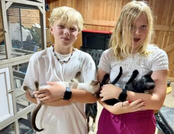 Annie -  Domestic Short Hair and American Shorthair Cat for Adoption in Austin, Texas - Annie | PetCurious