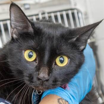 ELVIRA -  Domestic Short Hair Cat for Adoption in St. Louis, Missouri - ELVIRA | PetCurious
