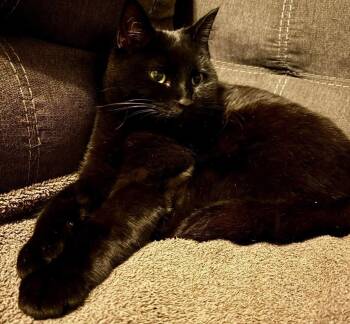 American Shorthair Cats Available for Adoption - Nia | PetCurious