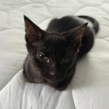 Pooh -  Domestic Short Hair Cat for Adoption in Buffalo, Minnesota - Pooh | PetCurious