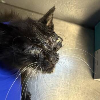 Domestic Short Hair Cats Available for Adoption in Tuscaloosa, Alabama - TUSC-Stray-84552_2 | PetCurious