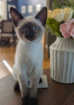 Lida -  Siamese Cat for Adoption in Overland Park, Kansas - Lida | PetCurious