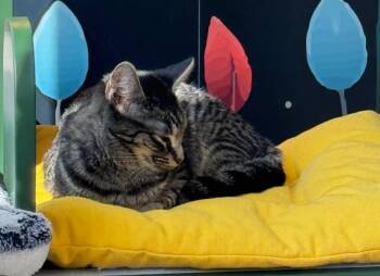 Rescue Tabby Cats for Adoption in Monroe, North Carolina - Jane | PetCurious