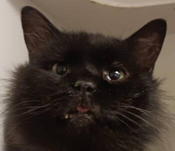 Chris Purrdia -  Domestic Medium Hair Cat for Adoption in New Castle, Indiana - Chris Purrdia | PetCurious