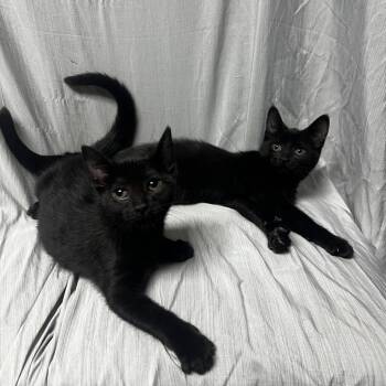 Raven -  Domestic Short Hair Cat for Adoption in Raleigh, North Carolina - Raven | PetCurious