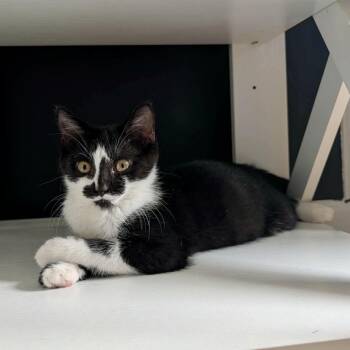 Enola -  Domestic Short Hair Cat for Adoption in Apex, North Carolina - Enola | PetCurious