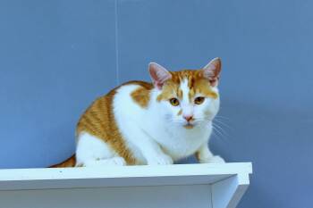 Domestic Short Hair Cats Available for Adoption in Urbana, Ohio - Charlie | PetCurious