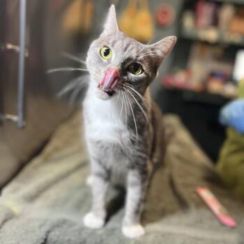 Marble -  Domestic Short Hair Cat for Adoption in Providence, Rhode Island - Marble | PetCurious