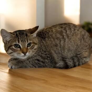 Rescue Domestic Short Hair Cats for Adoption in Cape Coral, Florida - Santa Rosa | PetCurious