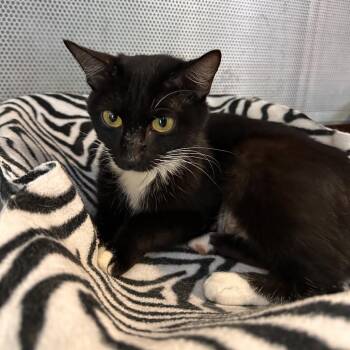 Tango -  Manx Cat for Adoption in Sarasota, Florida - Tango | PetCurious