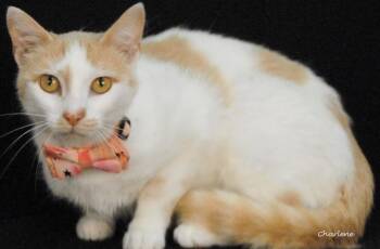 Sweetie -  Domestic Short Hair Cat for Adoption in Newland, North Carolina - Sweetie | PetCurious