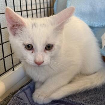 Casper is at Petsmart GJ -  Domestic Short Hair Cat for Adoption in Cedaredge, Colorado - Casper Is At Petsmart GJ | PetCurious