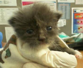 Rescue Domestic Medium Hair Cats for Adoption in Dallas, Texas - SPRITE | PetCurious