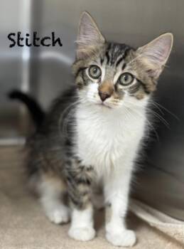 Domestic Short Hair Cats Available for Adoption in Pawleys Island, South Carolina - Stitch | PetCurious