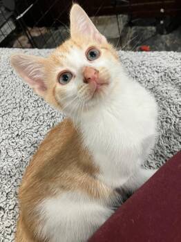 Rescue Domestic Short Hair Cats for Adoption in Philadelphia, Pennsylvania - Peter Ithan | PetCurious