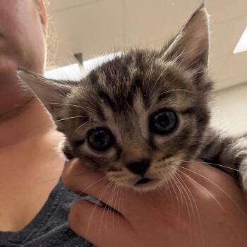 Chewy 052710U -  Domestic Short Hair Cat for Adoption in Tupelo, Mississippi - Chewy 052710U | PetCurious