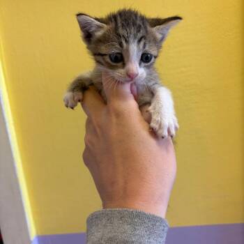 Lana -  Domestic Short Hair Cat for Adoption in Webster, Texas - Lana | PetCurious