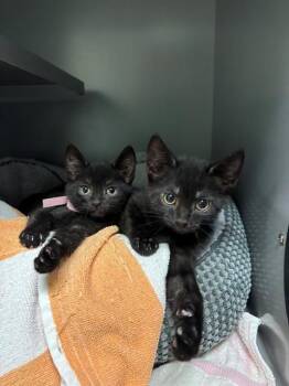 CORA -  Domestic Short Hair Cat for Adoption in Leesburg, Virginia - CORA | PetCurious