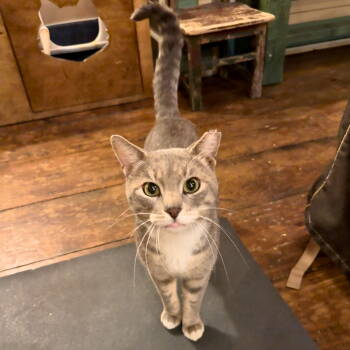 Rescue Domestic Short Hair Cats for Adoption - Beeper B'Ville | PetCurious