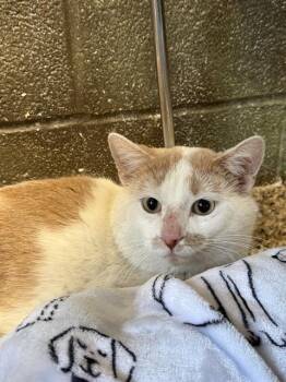 Domestic Short Hair Cats Available for Adoption - EXTRA | PetCurious