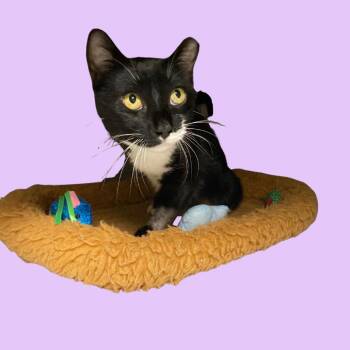 Trappie -  Domestic Short Hair Cat for Adoption in Blue Ridge, Georgia - Trappie | PetCurious