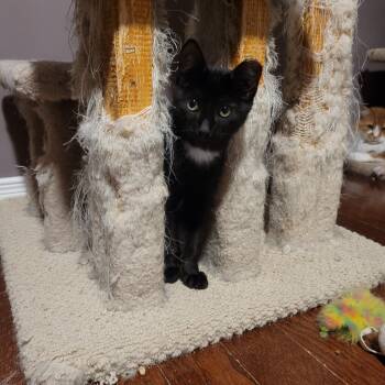 Rescue Domestic Short Hair Cats for Adoption in Ottawa, Ontario - Sammie (m) Black 5mths Old | PetCurious
