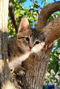Domestic Short Hair Cats Available for Adoption in Sunrise, Florida - Ottie | PetCurious