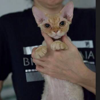 Red -  Devon Rex Cat for Adoption in Los Angeles, California - Red | PetCurious