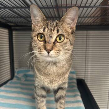 Shakes -  Domestic Short Hair Cat for Adoption in Dallas, Texas - Shakes | PetCurious